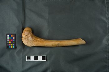 Media type: image;   Vertebrate Paleontology VPM-10991 Description: Photograph of a femur in lateral view of MCZ VPM-10991, Canis dirus.;  Aspect: lateral